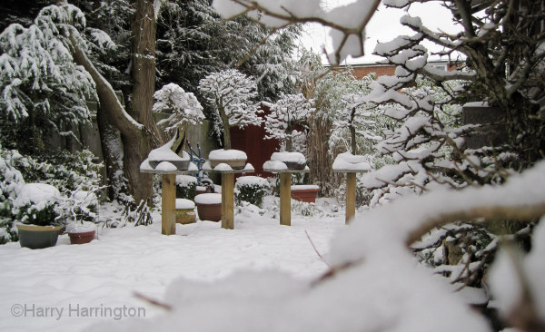 bonsai snow
